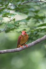 日本の野鳥