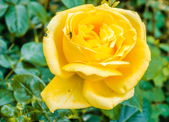 Blooming yellow rose