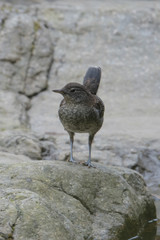 日本の野鳥