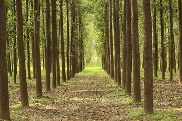 row of trees in the countryside - Image