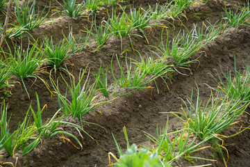 Plantation of young chives