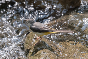 日本の野鳥