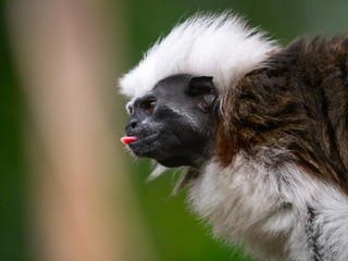 Tamarin 