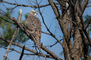 日本の野鳥