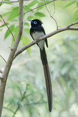 Fototapeta premium 日本の野鳥