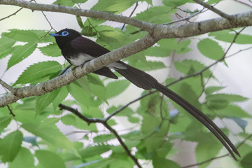 日本の野鳥