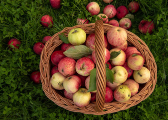 Basket of apples stands on the green grass bright