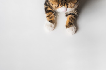 Little cute cat legs paw on white background with copy space for text and advertising - obrazy, fototapety, plakaty
