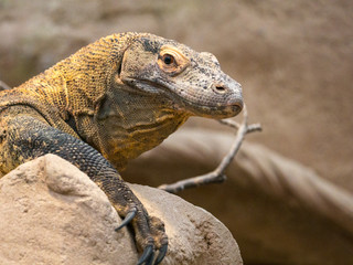 Dragon du Komodo