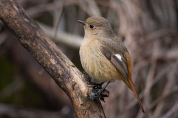 日本の野鳥