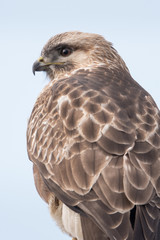 日本の野鳥