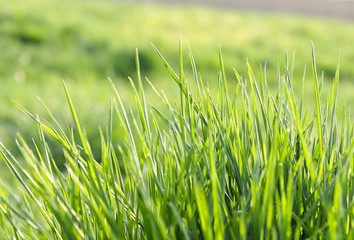 Lush green grass on meadow, spring summer outdoors close-up, copy space, wide format. Beautiful artistic image of purity and freshness of nature. Abstract bokeh background.