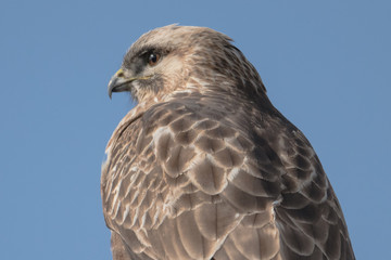 日本の野鳥