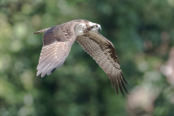 日本の野鳥