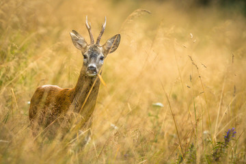 The European roe deer (Capreolus capreolus)