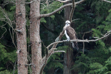 日本の野鳥