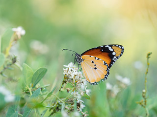 Mariposa tigre- Danaus chrysippus- entre las flores.