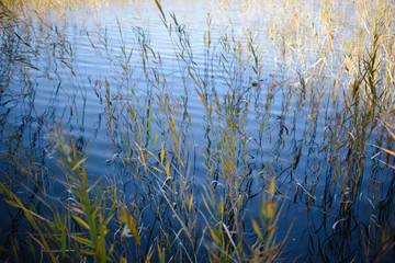 池のほとり、波打ち際