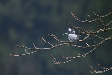 日本の野鳥