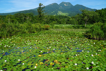 夏のいもり池