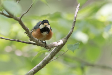 日本の野鳥