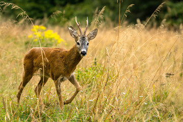 The European roe deer (Capreolus capreolus)