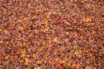 地面に敷き詰められたもみじの落ち葉