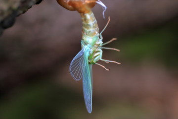 emergence of cicadas 