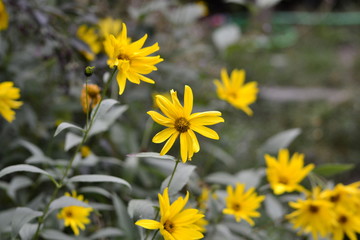 yellow flowers