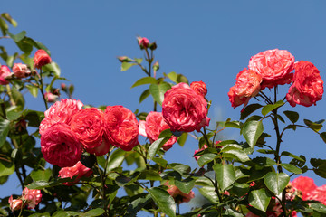 Red roses flowers on the branch in the garden