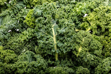 A healthy fresh curly kale