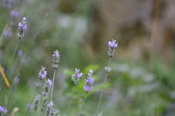 lavendel