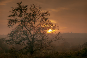 Fototapeta na wymiar Tree silhouette in sunset with fog