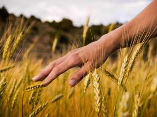 Fototapeta na wymiar Woman's hand caressing wheat ears in a wheat field