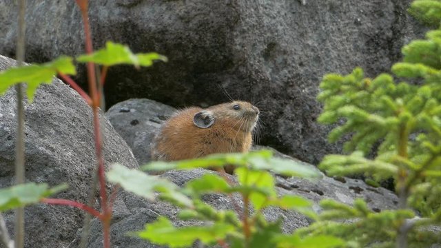 ガレ場のエゾナキウサギ