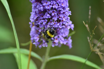 Violette Blume , auf der eine Hummel sitzt