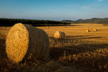 Straw bales in a newly mowed field.