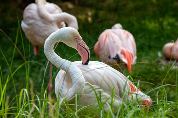 A herd of pink flamingos  resting in the grass