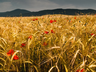 Wheat field with red poppy flowers.