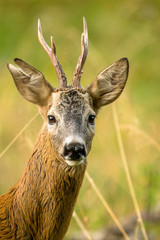 The European roe deer (Capreolus capreolus)