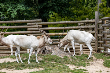 Obraz na płótnie Canvas A herd of beautiful white antelopes addax