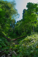 forest summer landscape sunny day in the Caucasus mountains