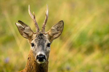 Naklejka na ściany i meble The European roe deer (Capreolus capreolus)