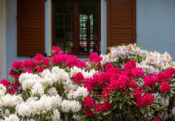 Fototapeta na wymiar Blooming red and white flowers of Rhodenron. A great decoration for any garden