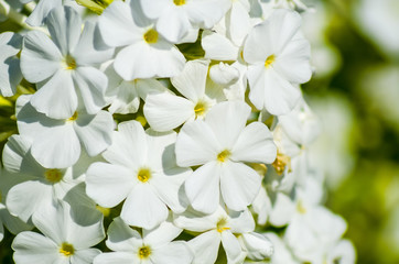 Beautiful white gilliflower in the garden