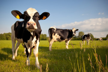 Troupeau de vaches laitière en campagne