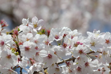 Obraz premium 満開の桜