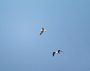 birds seagulls on a background of blue sky