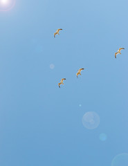 birds seagulls on a background of blue sky