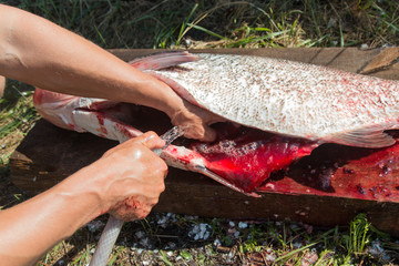 big silver carp fish on wooden background